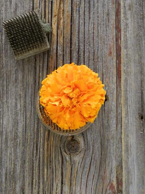 ORANGE MARIGOLD